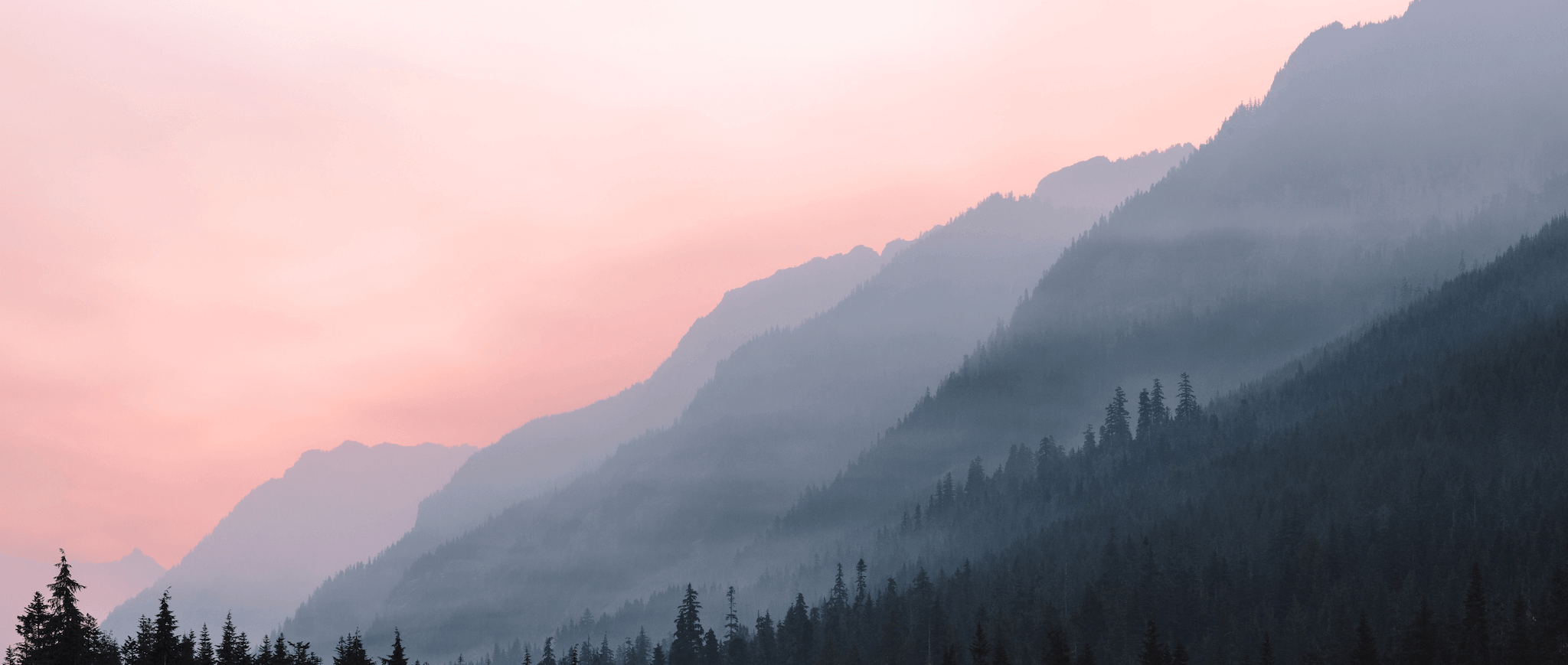 forest with wildfire smoke background